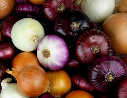 Zwiebln bei der MS-Ernährung